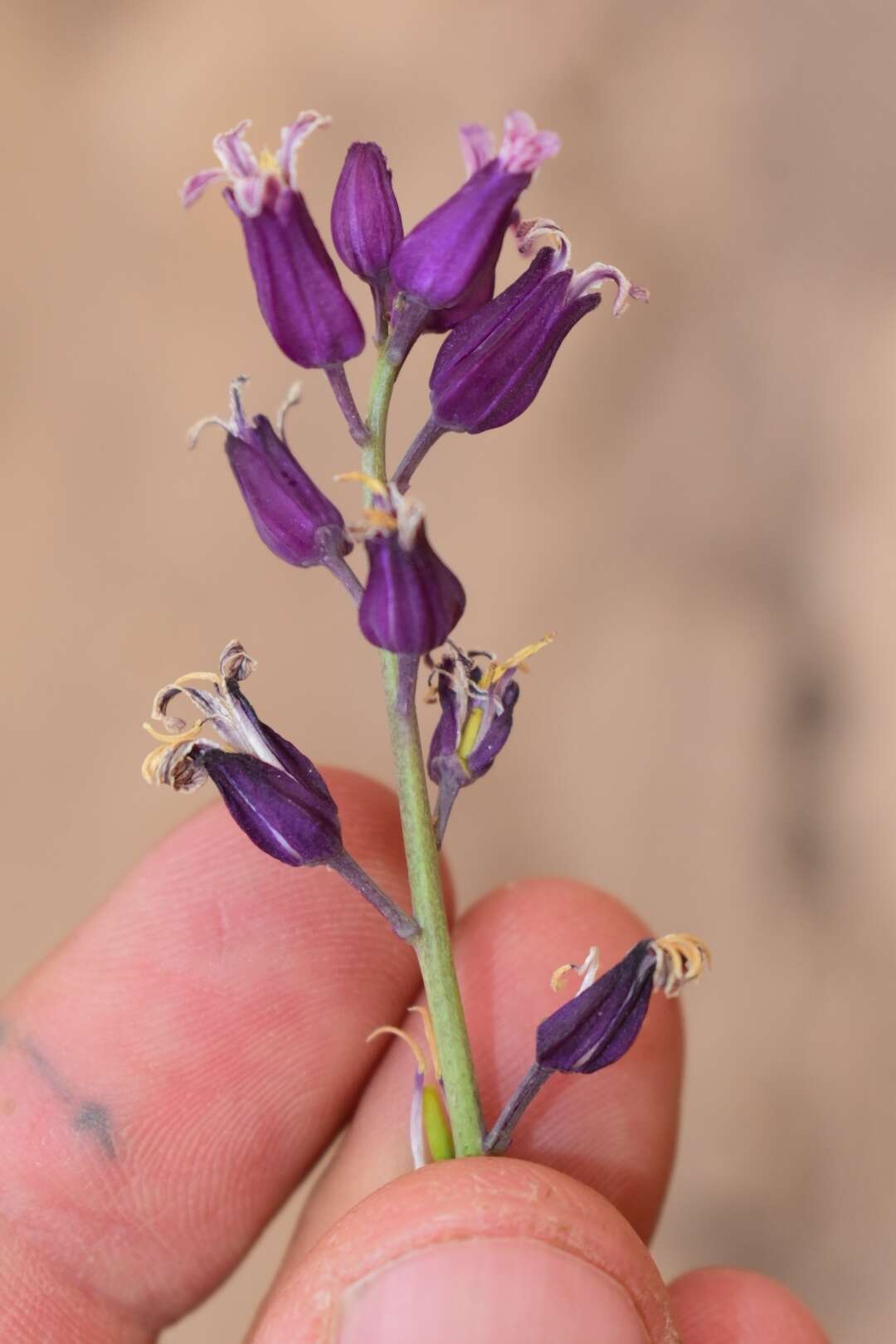 Sivun Streptanthus carinatus subsp. carinatus kuva