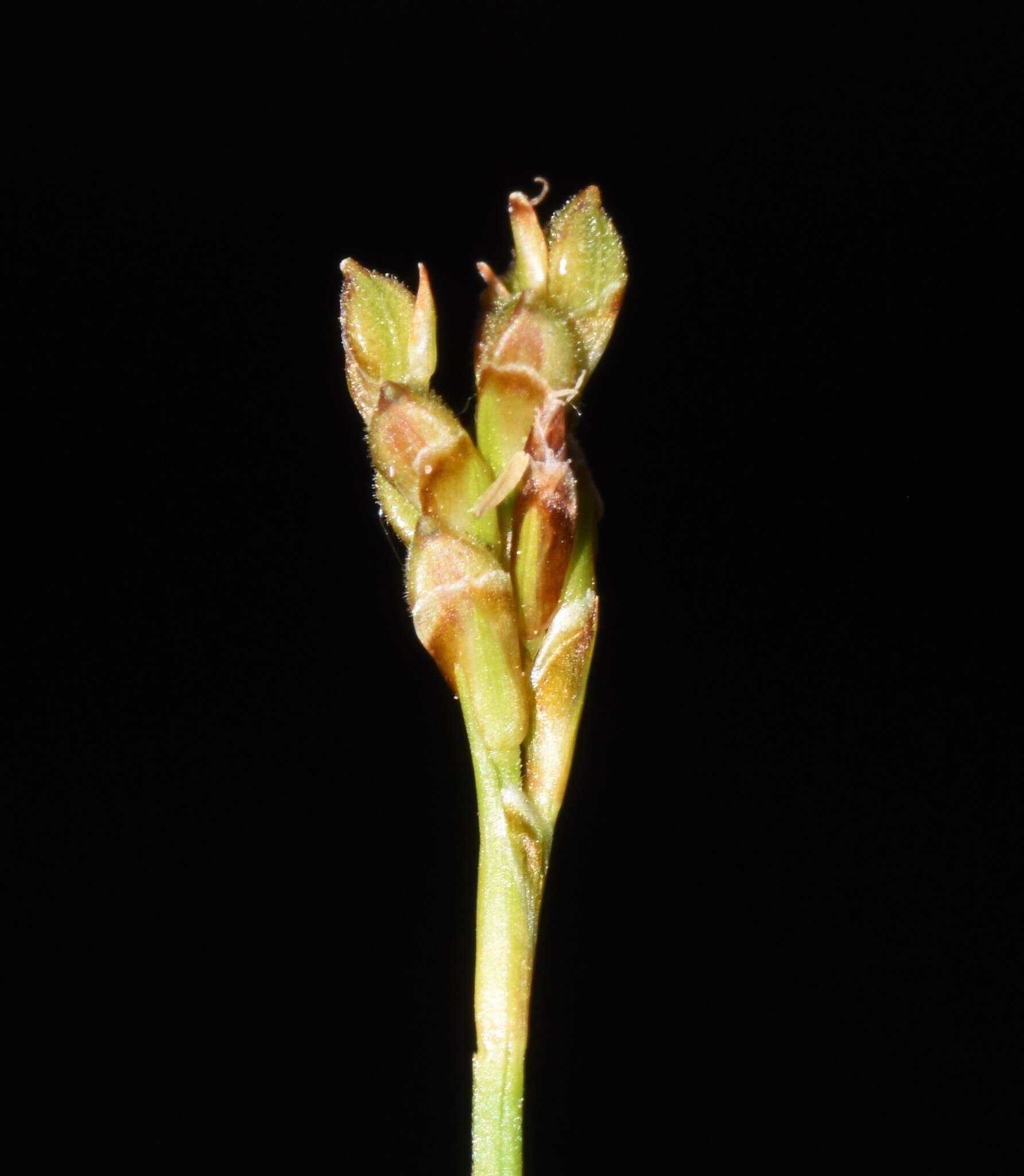 Image of Carex ornithopoda subsp. ornithopoda