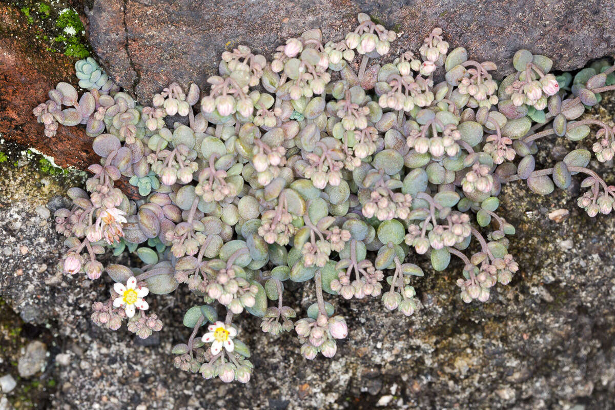 Imagem de Sedum dasyphyllum L.