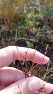 Juncus pelocarpus E. Mey.的圖片