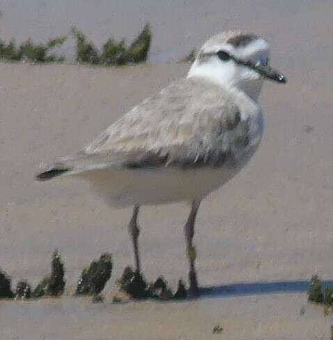 Слика од Charadrius marginatus Vieillot 1818