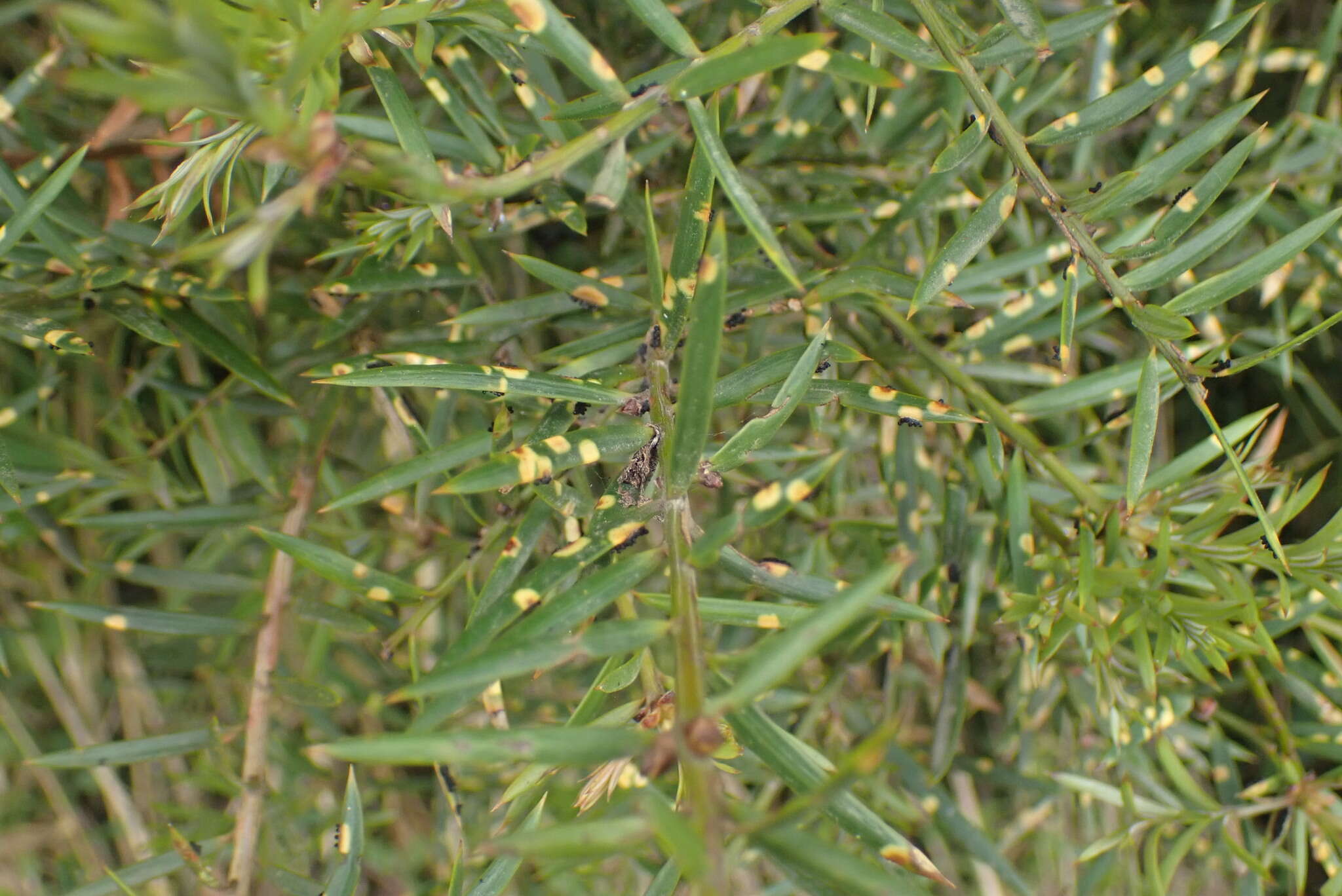 Image of Corynelia tropica (Auersw. & Rabenh.) Starbäck 1905