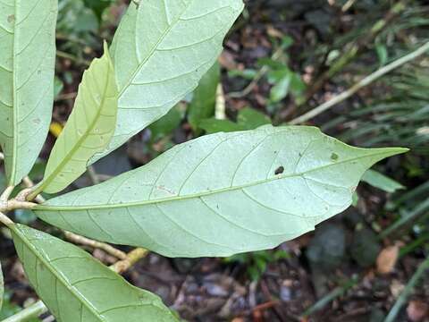 Sivun Cyrtandra baileyi F. Muell. kuva