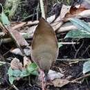 Image of Uniform Crake