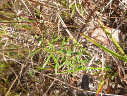 Image of Ionactis linariifolia (L.) Greene