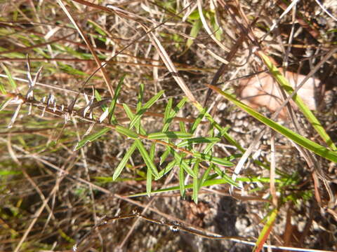 Imagem de Ionactis linariifolia (L.) Greene