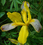 Image of Hungarian iris