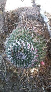 Mammillaria orcuttii Boed.的圖片