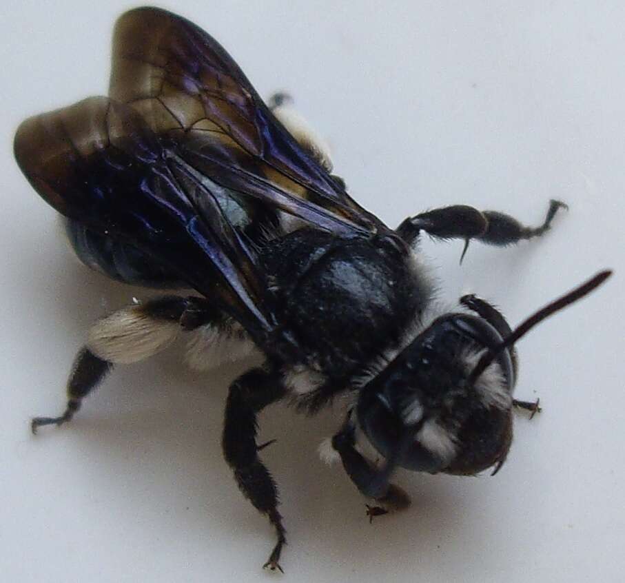 Image of Andrena agilissima (Scopoli 1770)