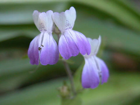 Image of San Francisco blue eyed Mary
