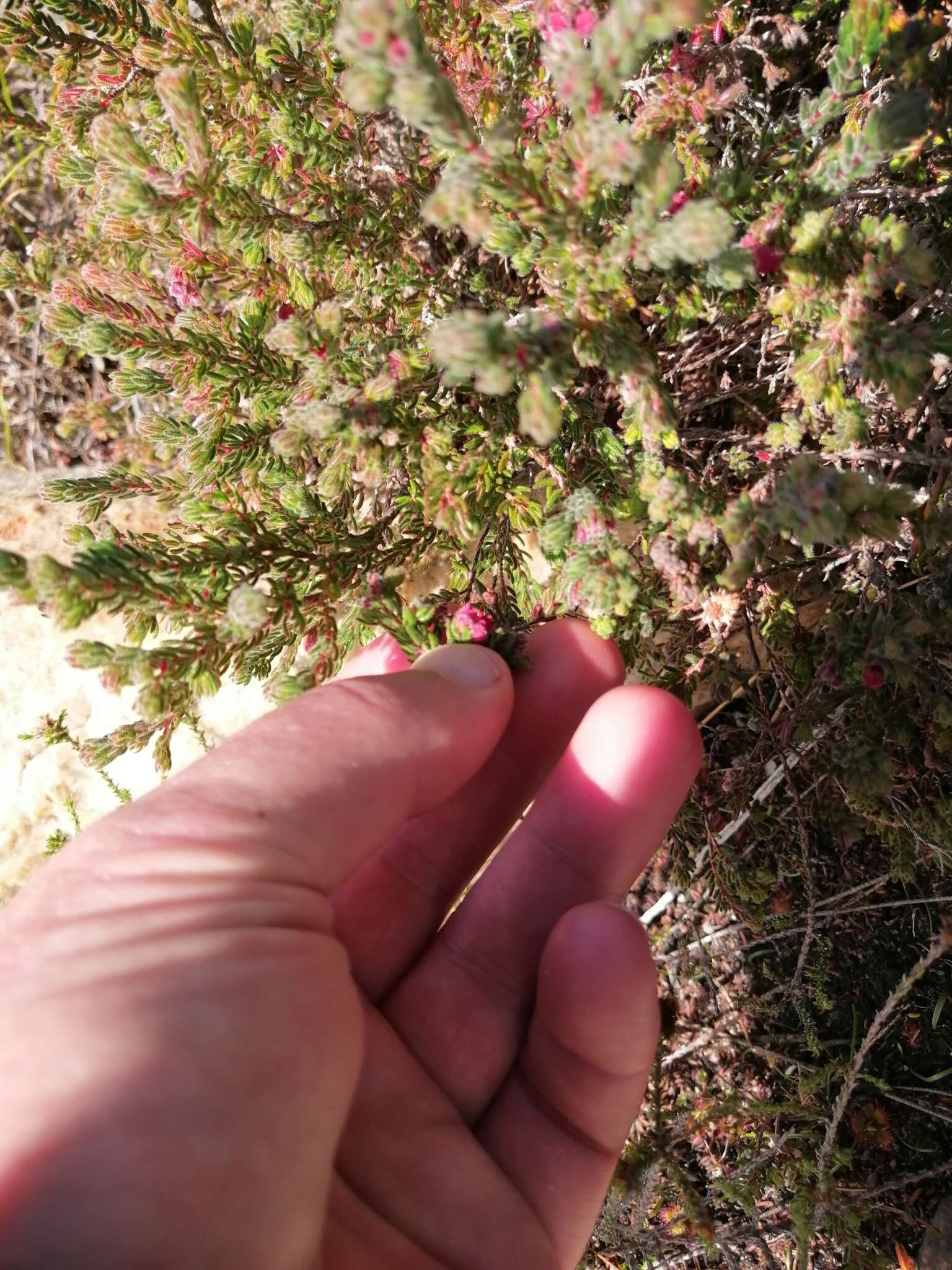 Image of bloodbell heath