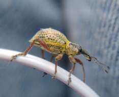 Image of Hybreoleptops tuberculifer (Boheman 1842)