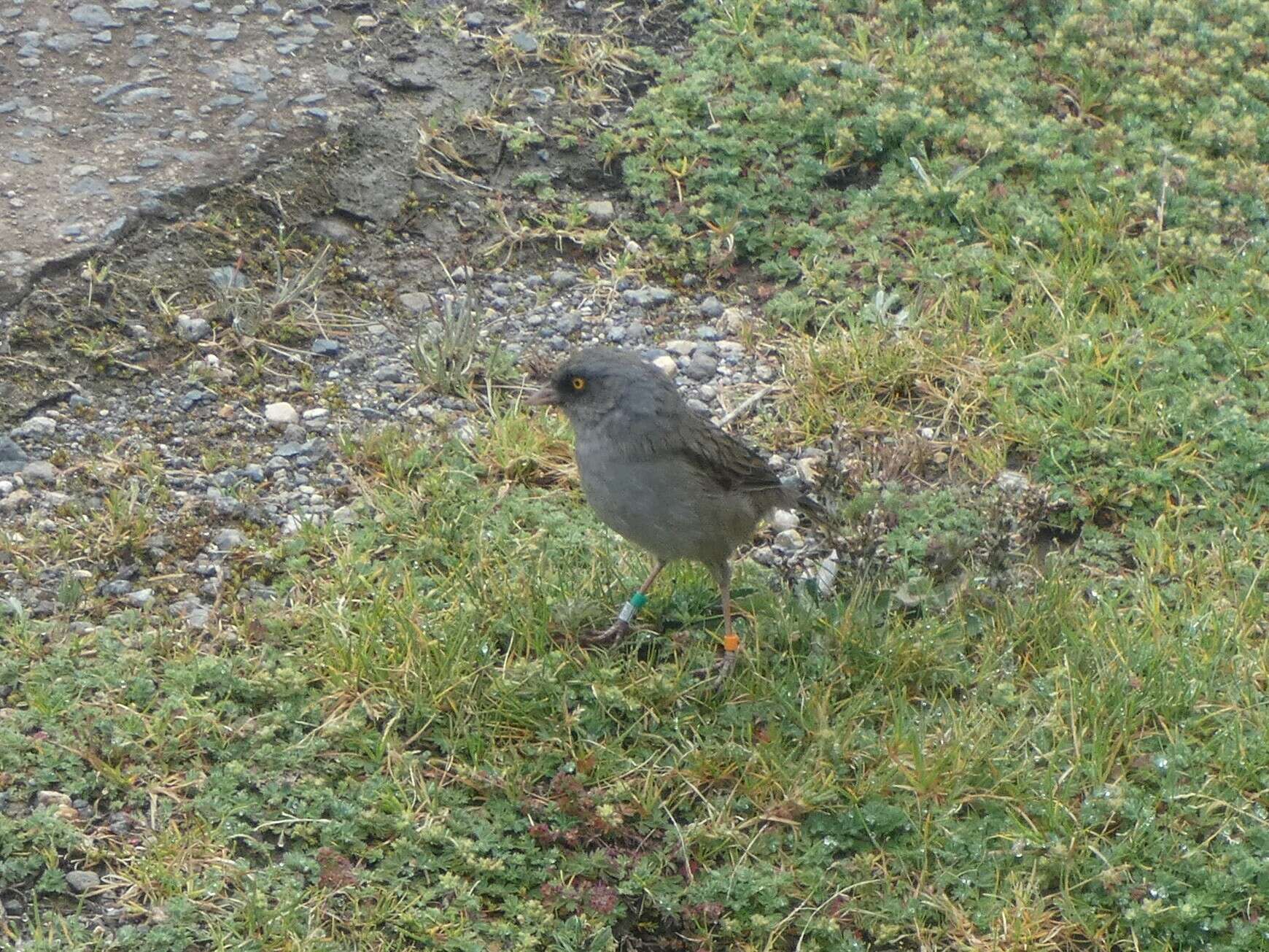 Image of Volcano Junco