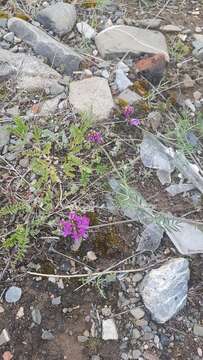 Image of Astragalus versicolor Pall.