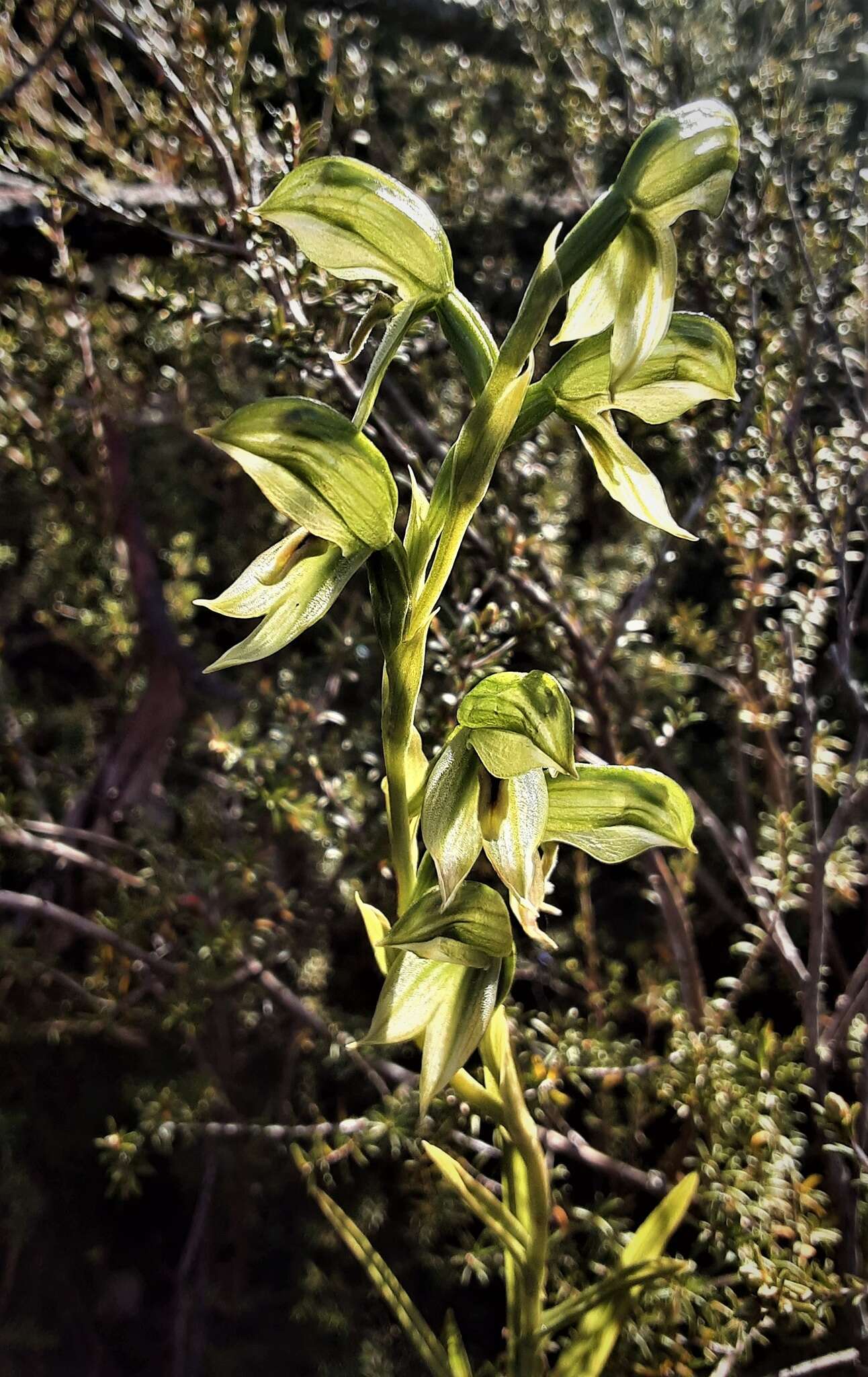 Image of Smooth leafy greenhood