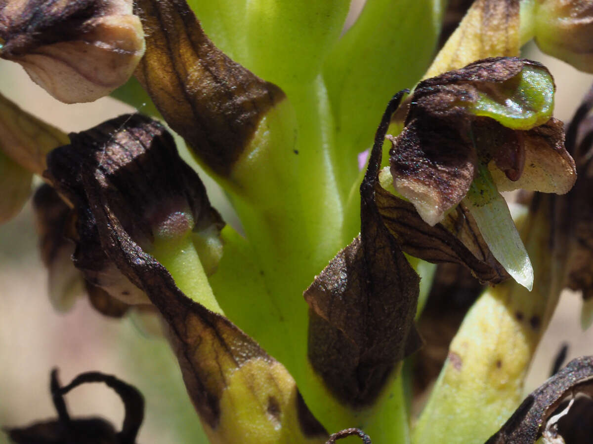 Corycium microglossum Lindl. resmi