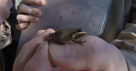 Image of Cajun Chorus Frog