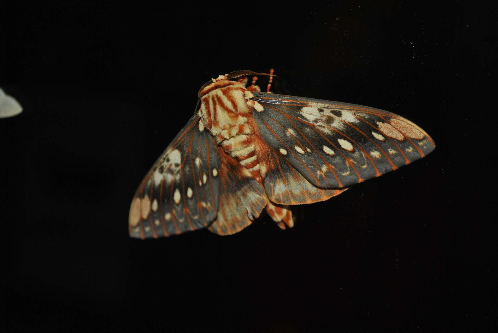 Image of Citheronia brissotii (Boisduval 1868)