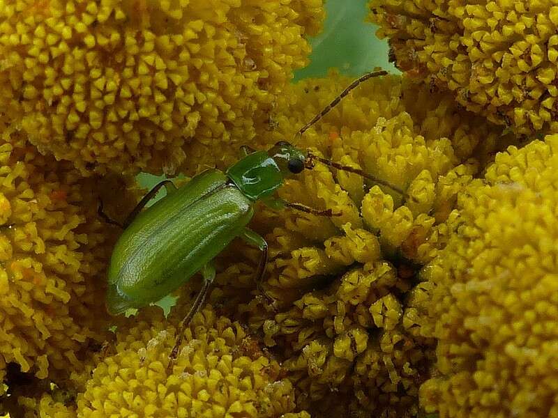 Image of Northern Corn Rootworm