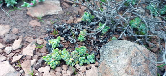 Image of Crassula lanuginosa Harv.