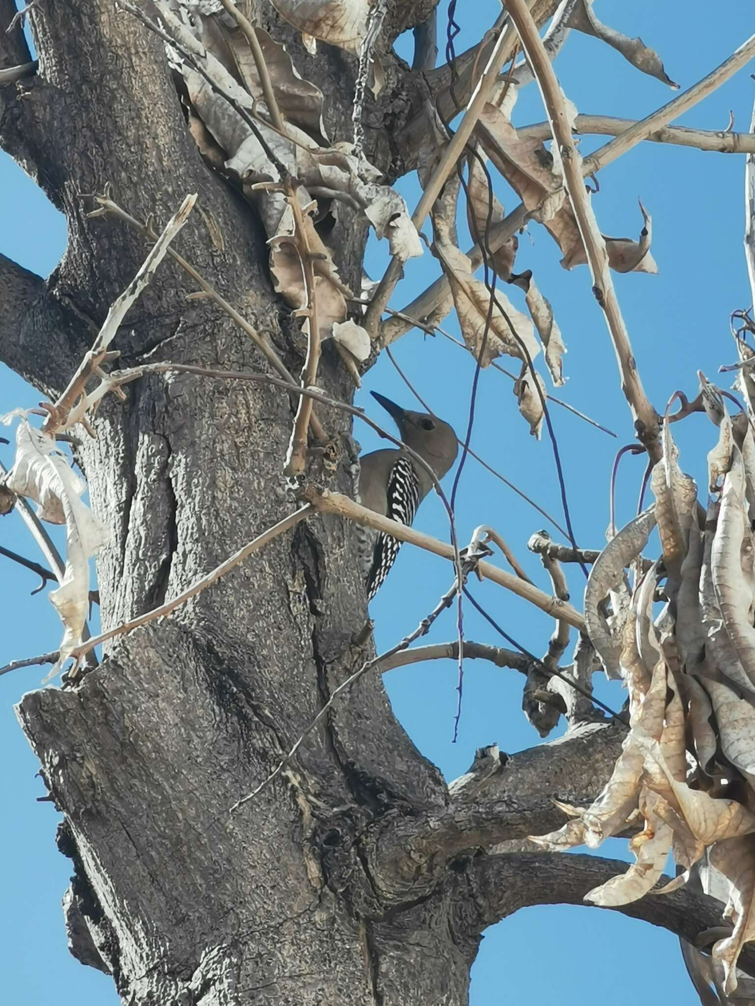 Sivun Melanerpes uropygialis brewsteri (Ridgway 1911) kuva