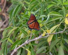 Imagem de Limenitis archippus floridensis Strecker 1878