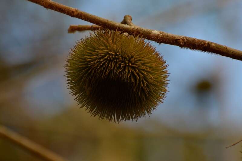 Apeiba tibourbou Aubl.的圖片