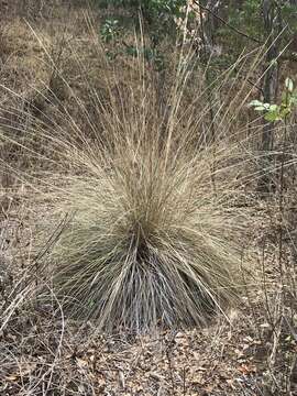 Imagem de Muhlenbergia macroura (Kunth) Hitchc.