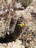 Image de Ceropegia alstonii (N. E. Br.) Bruyns