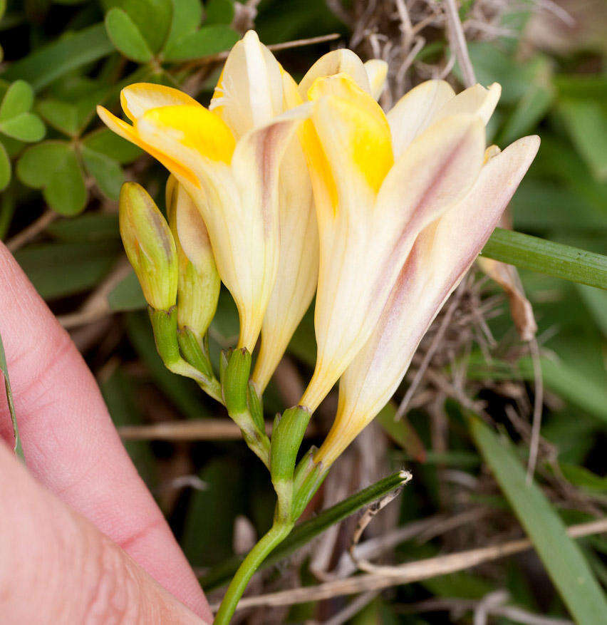 Image of Freesia leichtlinii subsp. leichtlinii