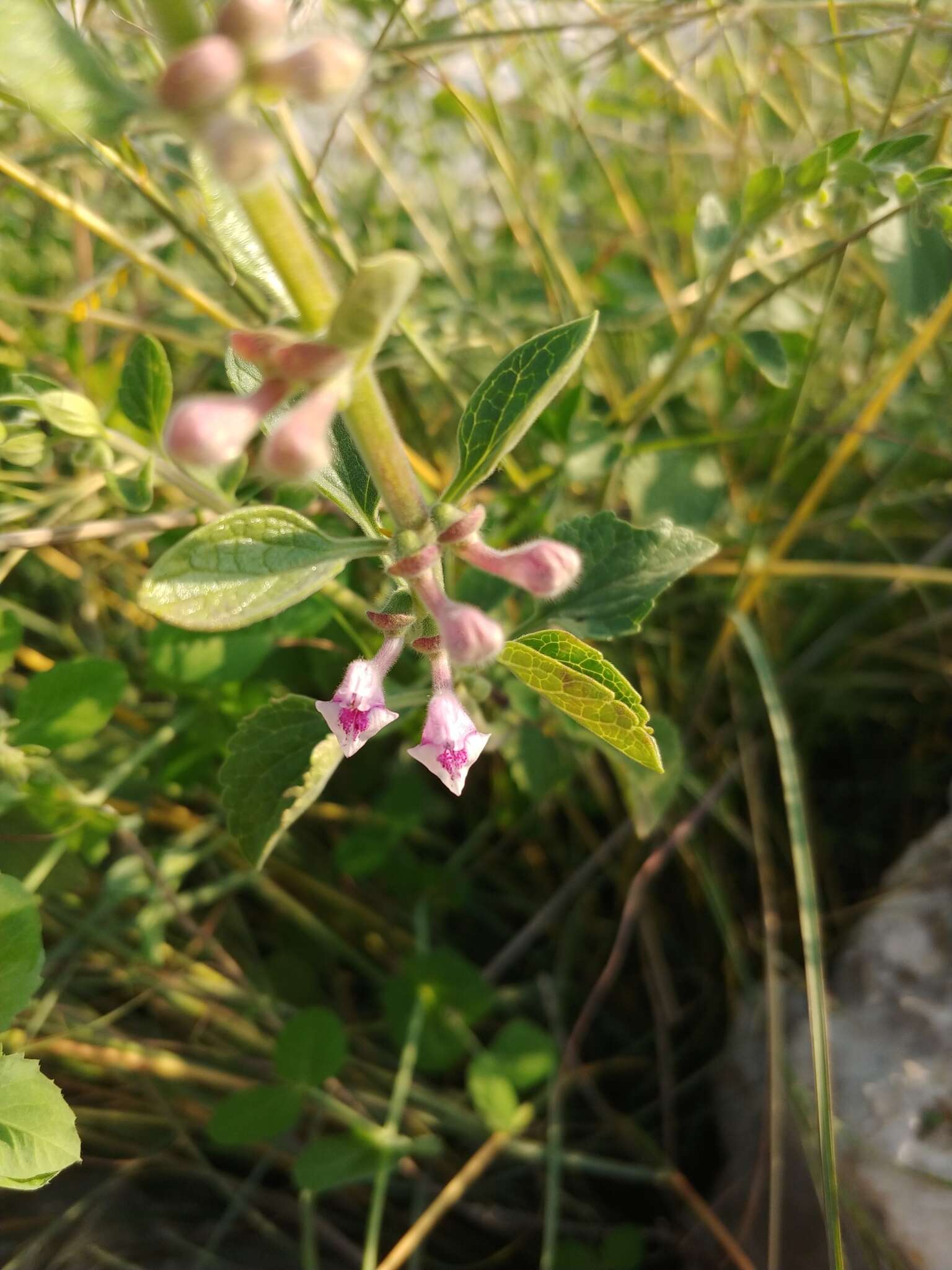 Image de Scutellaria brevibracteata Stapf