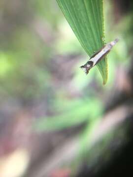 Image of Glyphipterix oxymachaera