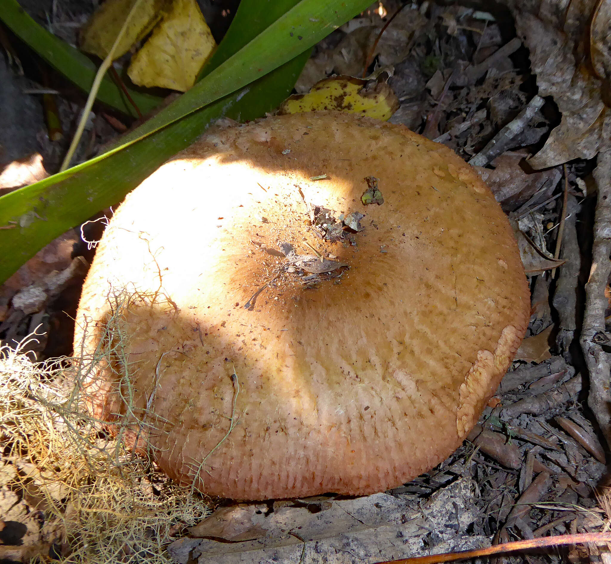 Image of Paxillus ammoniavirescens Contu & Dessì 1999