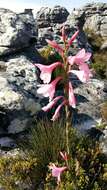 Image of Cape bugle-lily