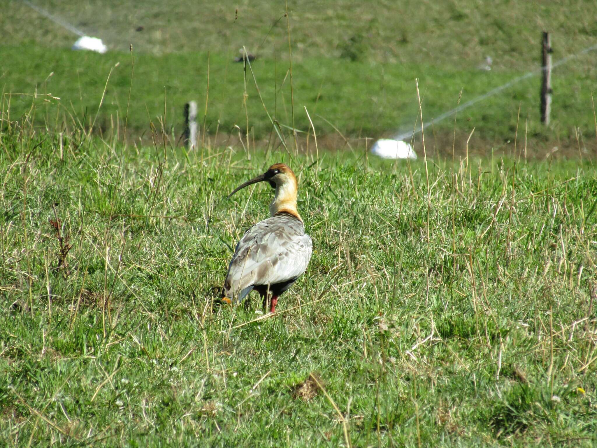 Image of Black-faced Ibis