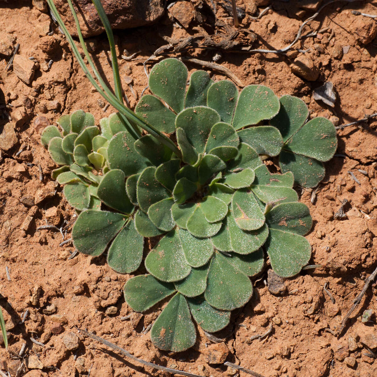 Image of Oxalis melanosticta Sond.