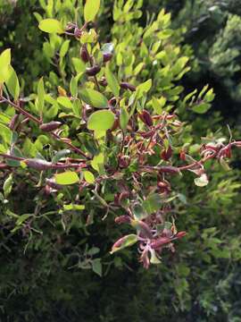 Image of Manzanita Leaf Gall Aphid