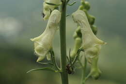 Imagem de Aconitum lycoctonum subsp. neapolitanum (Ten.) Nyman