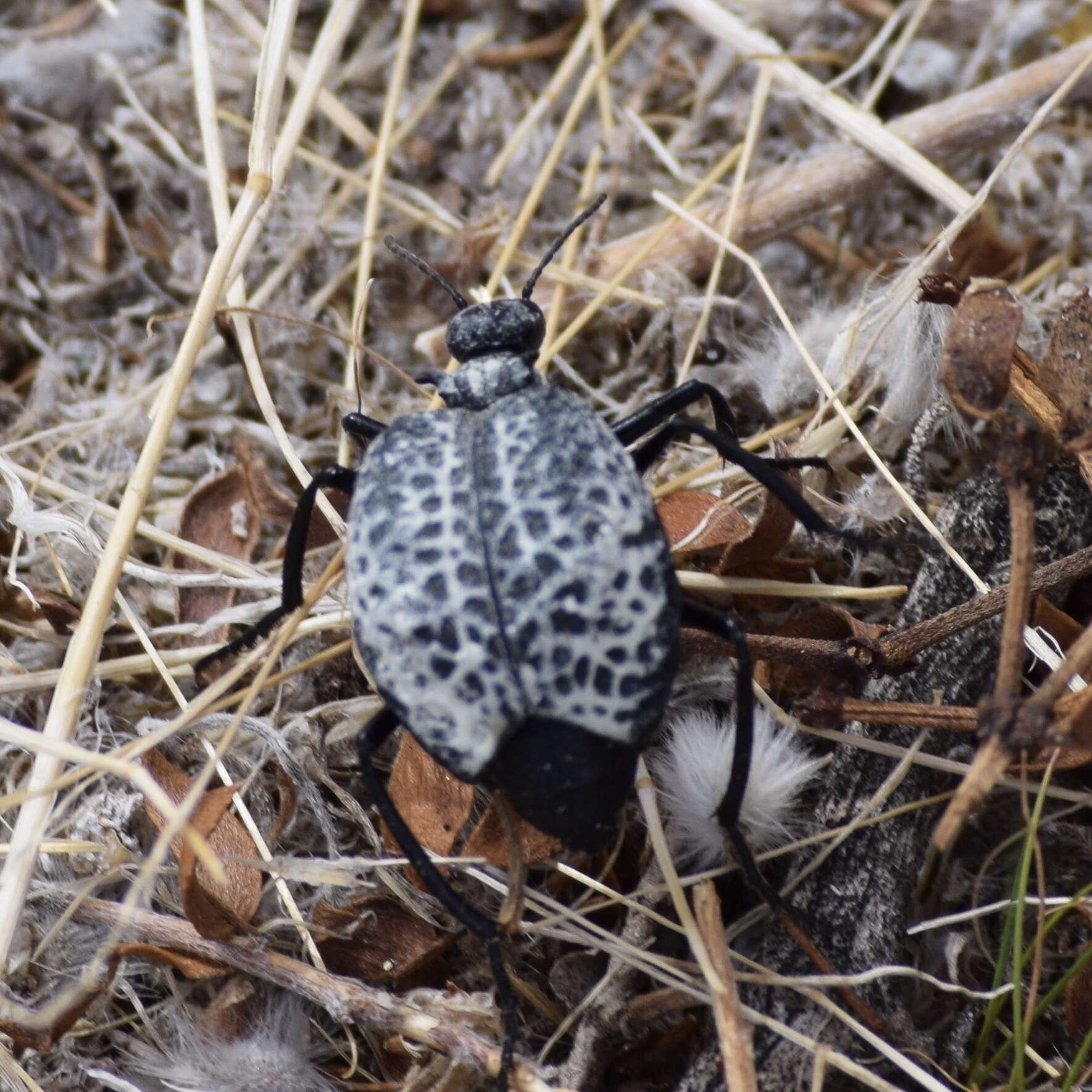 Image of Desert Spider Beetles