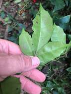 Image of Tetrastigma nitens (F. Müll.) Planchon