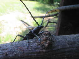 Image of capricorn beetle