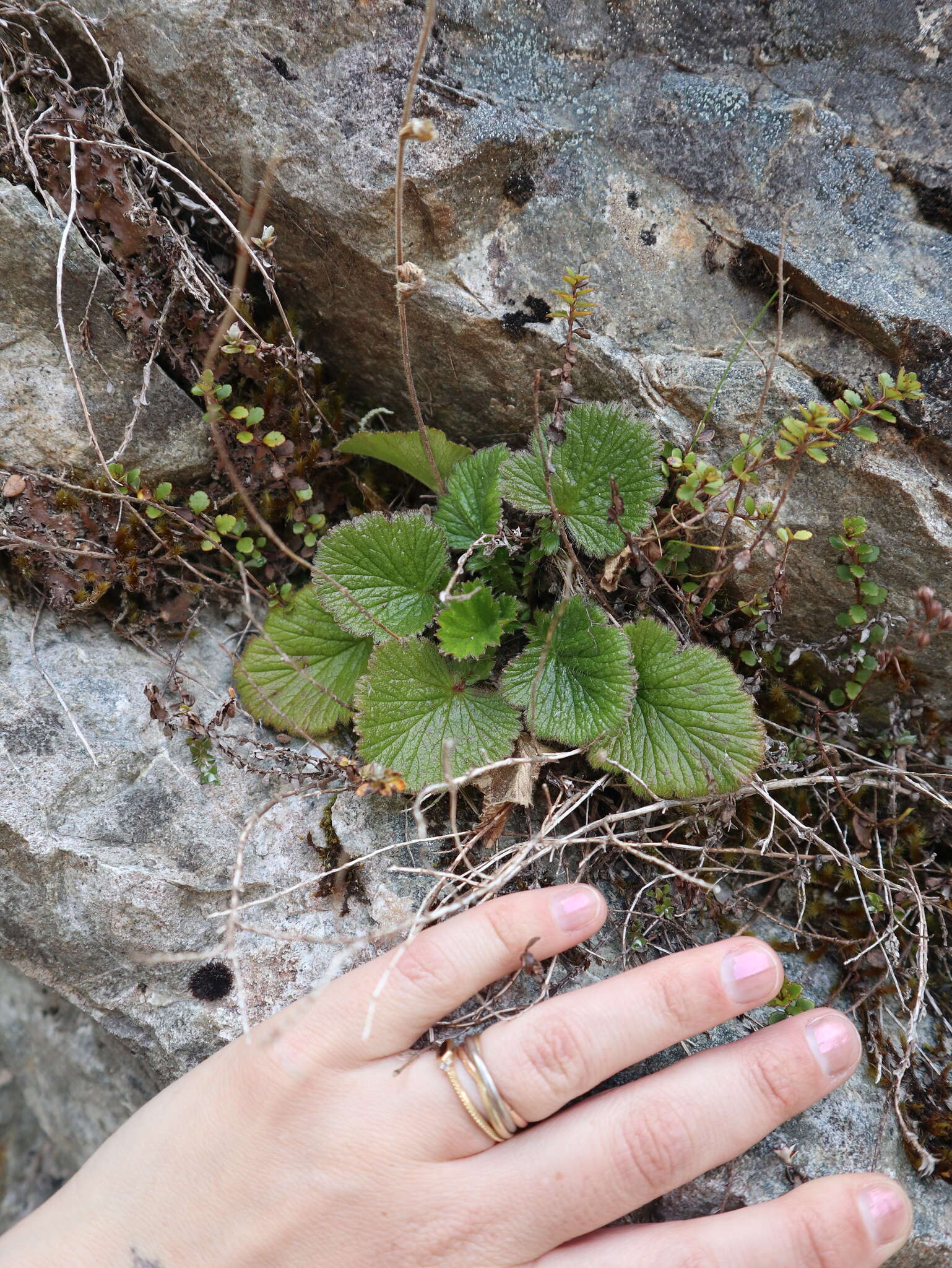 Image of Geum cockaynei (F. Bolle) B. P. J. Molloy & C. J. Webb