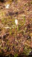 Image of dutch crocus, spring crocus