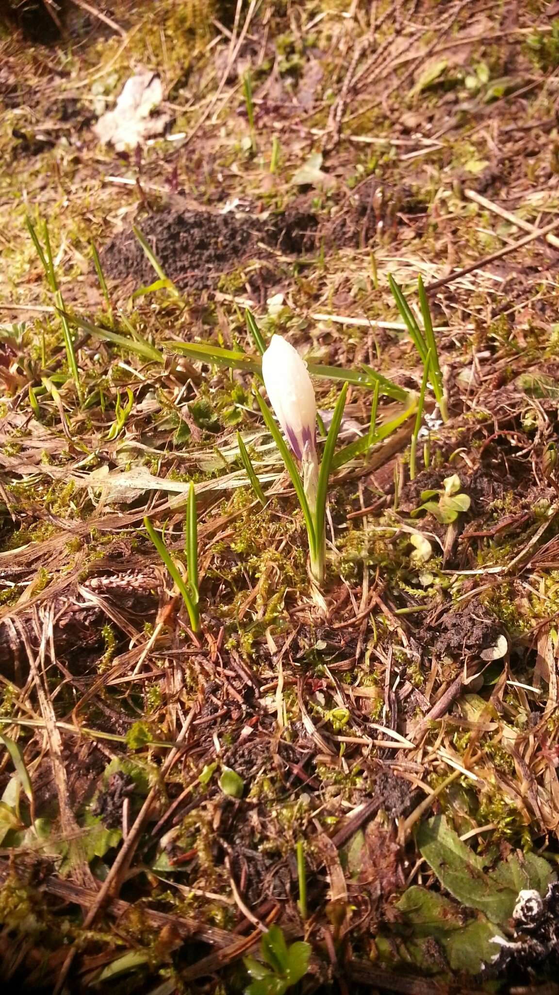 Image of dutch crocus, spring crocus