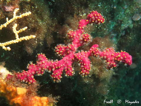 Imagem de Alcyonium coralloides (Pallas 1766)