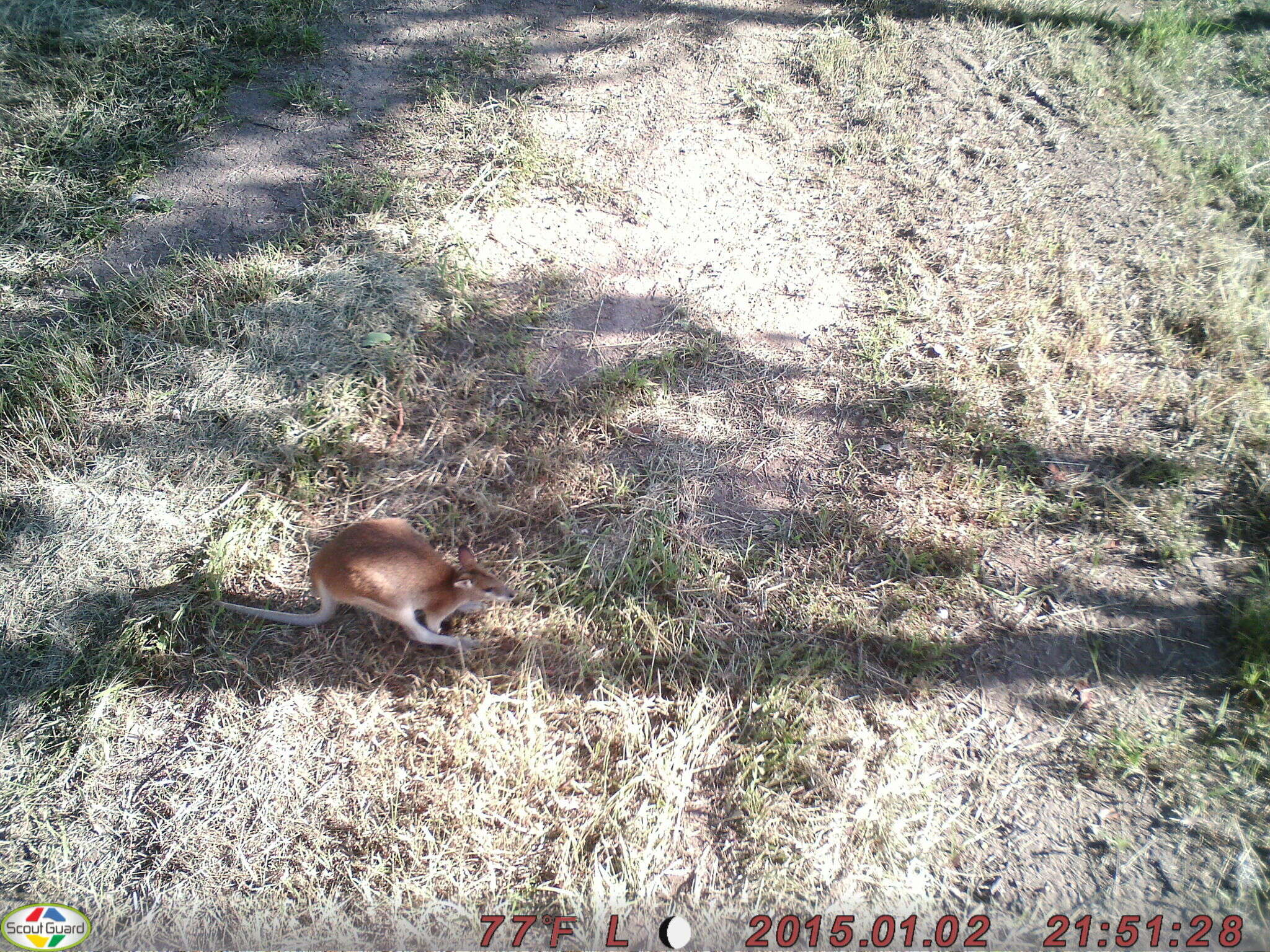 Image of Agile Wallaby