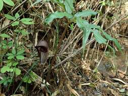 Image of Arisaema thunbergii subsp. urashima (H. Hara) H. Ohashi & J. Murata