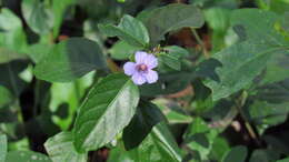 Image of Swamp Snakeherb