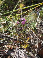 Image of Handsome Wedge Pea