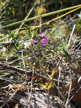 Image of Handsome Wedge Pea